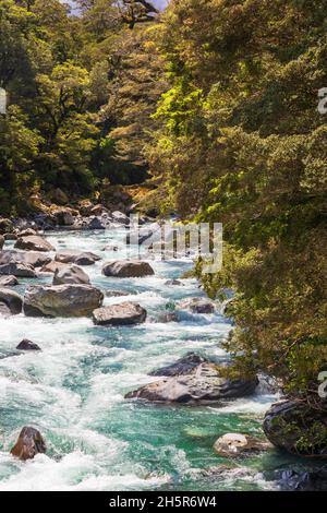 Parc national de Fiordland.Rivière orageux au milieu de la verdure.Nouvelle-Zélande Banque D'Images