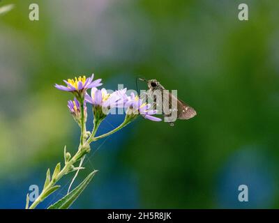 Commune droite rapide (parnara guttata) perchée sur des fleurs d'aster à Yokohama, au Japon Banque D'Images