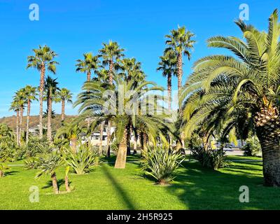 Magnifiques palmiers dans le jardin tropical Banque D'Images