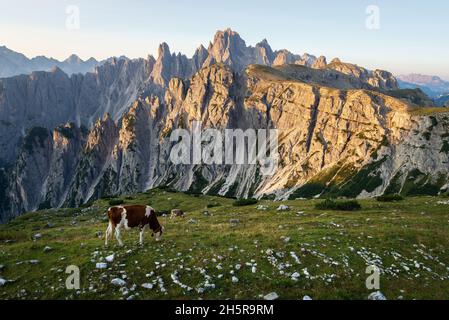 Lever du soleil dans les montagnes avec des vaches en pâturage en premier plan Banque D'Images
