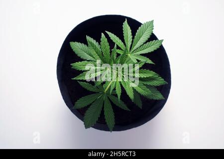 Culture de la buisson de cannabis isolée sur fond blanc.Une plante femelle de marijuana dans un pot avec terre de noix de coco, vue de dessus, plat. Banque D'Images