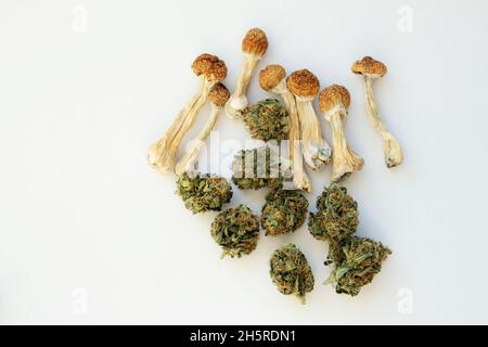 Mise en page des champignons psilocybe séchés et des bourgeons de marijuana sur fond de papier blanc.Voyage psychédélique, loisirs dans le quartier des affaires.Concept de micro-dosage. Banque D'Images