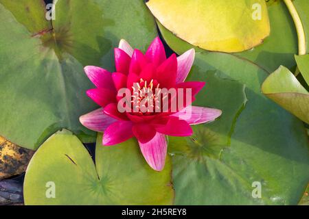 Variété cultivée de l'étang de jardin Waterlily (variété Nymphaea sp.).Gros plan d'une seule fleur. Banque D'Images