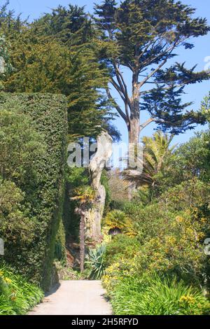 Dans les jardins de l'abbaye de Tresco, un mélange d'arbres, de grands palmiers, de feuilles caduques, un ancien temps sculpté arbre et des plantes autour d'un chemin sur les îles de Scilly. Banque D'Images