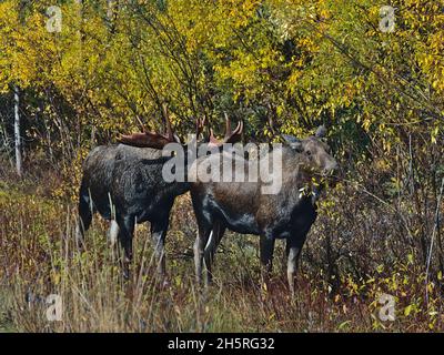 Le taureau d'orignal (également wapiti, Alces alces) se renifle sur le fond d'une vache en pâturage en automne dans le parc national Jasper, Alberta, Canada. Banque D'Images