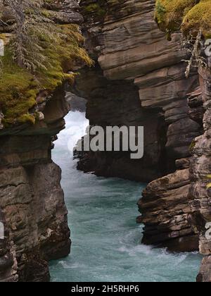 Rivière qui fait rage dans des gorges étroites avec des roches érodées par couches aux chutes Athabasca, dans le parc national Jasper, en Alberta, au Canada, dans les montagnes Rocheuses. Banque D'Images