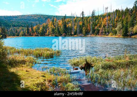 Lac Laka dans le parc national de Sumava Banque D'Images