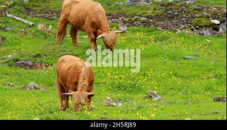 Les vaches de bovins des Highlands se broutent lors D'Un pré d'été. Scottish Cattle Breed Walking in Meadow en été Banque D'Images