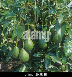 Le fruit de la poire d'avocat (Persea americana) arrive presque à maturité sur l'arbre, Tzaneen, Transvaal, Afrique du Sud, mars Banque D'Images