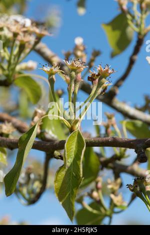 Fruit de poire, jeune fruit après floraison avec de jeunes feuilles sur un verger fruit variété Conférence au printemps, Berkshire, avril Banque D'Images