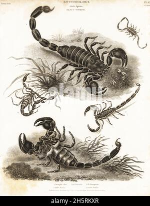 Scorpion de forêt géante, Heterometrus indus 1,2, espèce inconnue 3 et scorpion de bois, Euscorpius italicus 4,5.Gravure sur plaque de coperplate de Milton de la Cyclopedia d'Abraham Rees ou du Dictionnaire universel des Arts, des Sciences et de la Littérature, Longman, Hurst, Rees et Orme,Londres, 1807. Banque D'Images