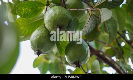 Gros plan de fruits de goyave sur l'arbre Banque D'Images