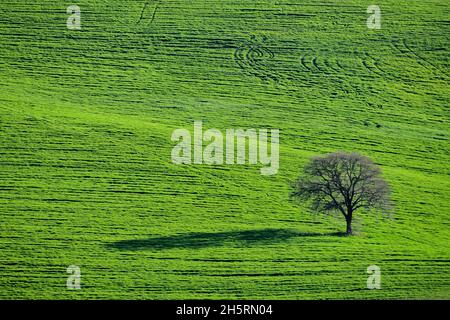 Arbres dans leur environnement naturel au milieu de la nature. Banque D'Images