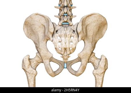 Vue postérieure ou arrière des os du bassin, du sacrum, du rachis lombaire et du fémur mâles humains isolés sur fond blanc illustration du rendu 3D.Anatomée vierge Banque D'Images