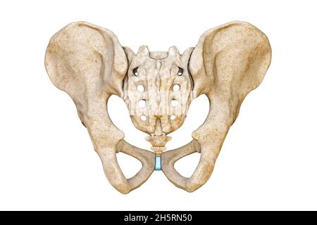 Vue postérieure ou arrière des os du bassin et du sacrum mâles humains isolés sur fond blanc illustration du rendu 3D.Graphique anatomique vierge 3D renderi Banque D'Images