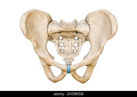 Vue antérieure ou frontale du bassin et des os du sacrum mâles humains isolés sur fond blanc illustration du rendu 3D.Graphique anatomique vierge.Anatomie, Banque D'Images