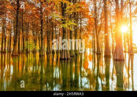Magnifique paysage forestier coloré en automne. Banque D'Images