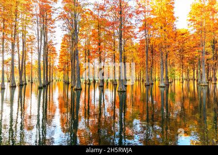Magnifique paysage forestier coloré en automne. Banque D'Images