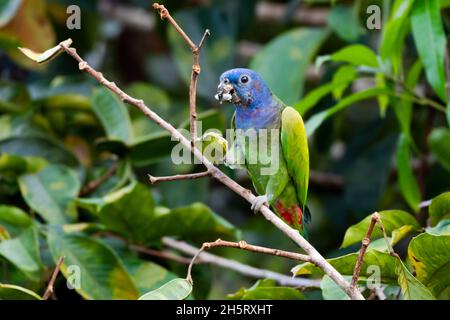 Perroquet à tête bleue, pionus menstruus, se nourrissant de fruits provenant d'un arbre dans la forêt tropicale de Trinidad et de Toabago. Banque D'Images