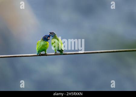 Paire de perroquets à tête bleue, pionus menstruus, préening et cuddling les uns avec les autres dans la forêt tropicale de la chaîne du Nord, sur l'île des Caraïbes de Trin Banque D'Images