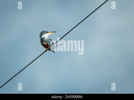 Un Kingfisher annelé, Megaceryle torquata, perçant sur un fil dans le ciel bleu Banque D'Images