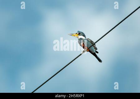 Un Kingfisher annelé, Megaceryle torquata, perçant sur un fil dans le ciel bleu Banque D'Images