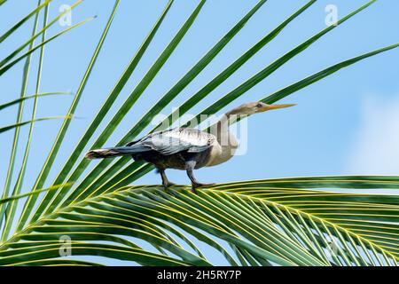 L'Anhinga ou le Darter ou le Snakebird se perçant et se bronzant dans un arbre de noix de coco. Banque D'Images