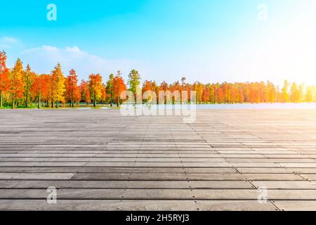 Place en bois et paysage naturel de forêt coloré en automne. Banque D'Images