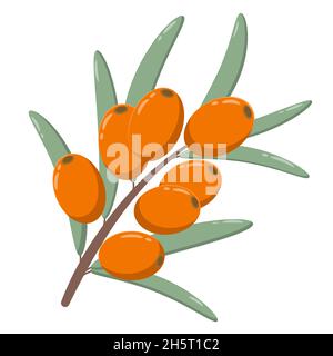 Branche avec baies d'argousier sur un fond blanc isolé objet.Baies fraîches orange colorées avec feuilles.Plante médicale pour la nutrition et l'Hea Illustration de Vecteur