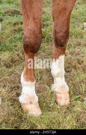 Les sabots et les pattes avant d'un cheval westphalien de sang chaud domestique brun (Equus ferus caballus) sur un pâturage dans la campagne en Allemagne, en Europe Banque D'Images