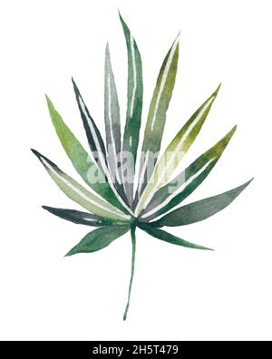 Quatre feuilles tropicales. Illustration de feuilles dessinées à la main en aquarelle. Banque D'Images