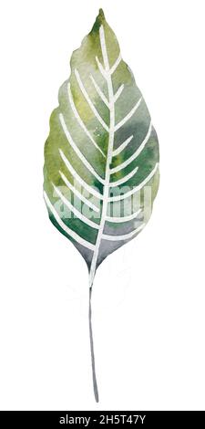 Quatre feuilles tropicales. Illustration de feuilles dessinées à la main en aquarelle. Banque D'Images