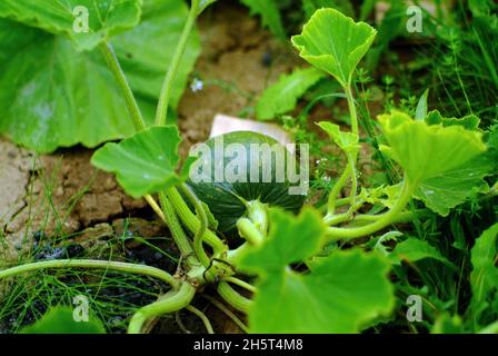 les citrouilles mûrissent dans un lit de jardin, en été Banque D'Images