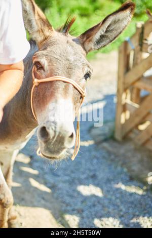 Homme en contact ferme zoo avec des ânes dans la campagne, une ferme, sympathique Donkey dans le paddock étant social. Banque D'Images