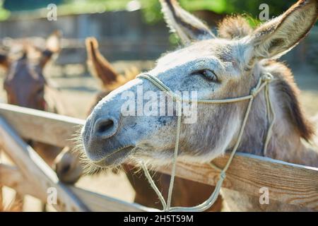 Sympathique Donkey dans le paddock être social, contact ferme, Donkey collant face hors de la clôture de zoo de petting. Banque D'Images