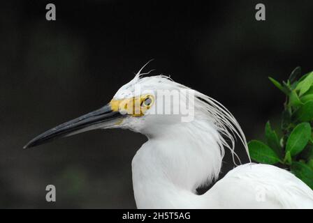 Le marécage sombre des Everglades de Floride crée un magnifique fond pour ce portrait en gros plan d'un Egret de Snowy regardant l'appareil photo. Banque D'Images