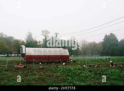 Poulet gratuit sur un matin d'hiver brumeux sur un champ herbacé, dans une petite ferme familiale biologique du New Jersey. Banque D'Images