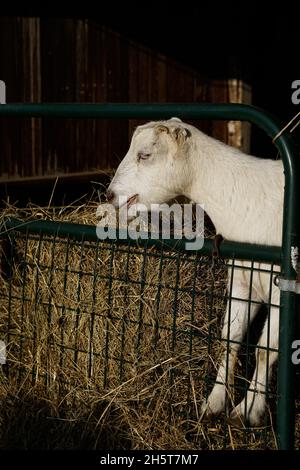 Chèvres mangeant du foin dans une grange appartenant à une petite ferme biologique du New Jersey Banque D'Images