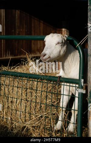 Chèvres mangeant du foin dans une grange appartenant à une petite ferme biologique du New Jersey Banque D'Images