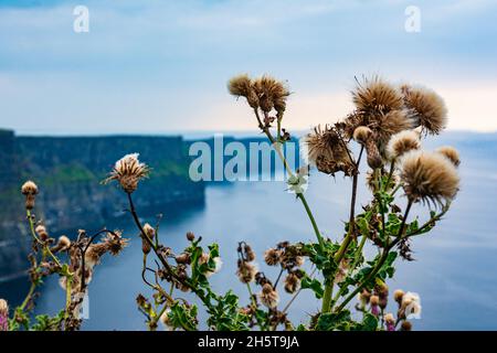 Fleurs sur le sentier le long des célèbres falaises de Moher, comté de Clare, Irlande Banque D'Images