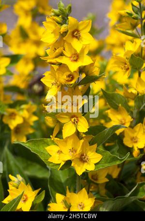 LYSIMACHIA PUNCTATA pointillé loestrife Banque D'Images