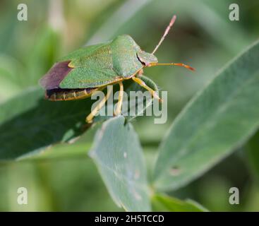 VERT SHILD BUG Palomena Prasina Banque D'Images