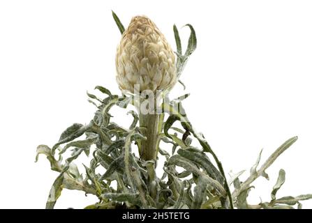 Plante et fleur de plantes, Rhaponticum Carthamoides ou racine de Maral, utilisée en médecine alternative et populaire Banque D'Images