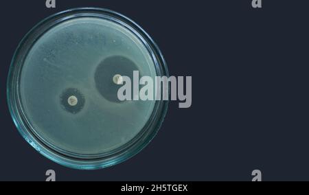 Détection des bêta-lactamases par test de la méthode de diffusion pour Escherichia coli Banque D'Images