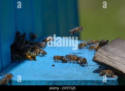 Les abeilles se balanlent autour d'une entrée d'abeille d'une ruche. Banque D'Images