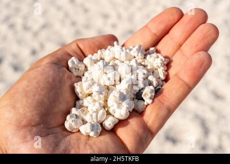 Le corail s'égratigne en formes de popcornes dans la paume d'un homme à la plage de Popcorn, en Espagne Banque D'Images