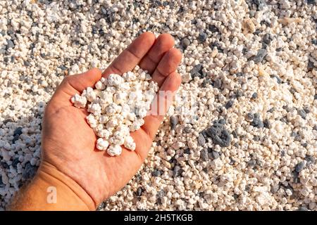 Le corail s'égratigne en formes de popcornes dans la paume d'un homme à la plage de Popcorn, en Espagne Banque D'Images