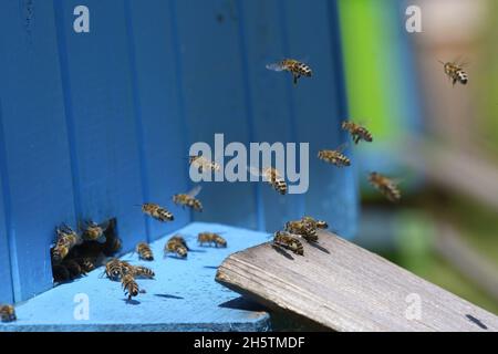 Les abeilles se balanlent autour d'une entrée d'abeille d'une ruche Banque D'Images