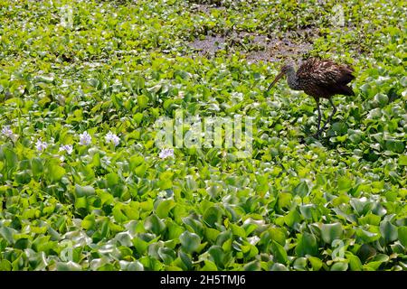 Marche de Limpkin, mouvement; oiseau à pois bruns; Aramus guarauna; faune,Jacinthes d'eau, plantes aquatiques, fleurs de lavande, nature, Paynes Prairie Stat Banque D'Images