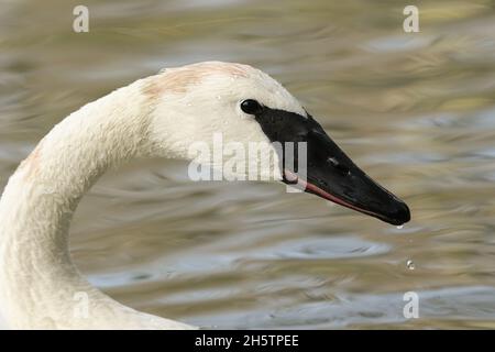 Une photo à la tête d'un cygne trompette, Cygnus buccinator, nageant sur un étang de la réserve faunique de la zone humide d'Arundel. Banque D'Images